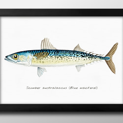0443　ポスター　絵画　A3サイズ『海洋生物　図鑑　魚　ビンテージ』アート　イラスト　デザイン　上級マット紙　北欧 1枚目の画像