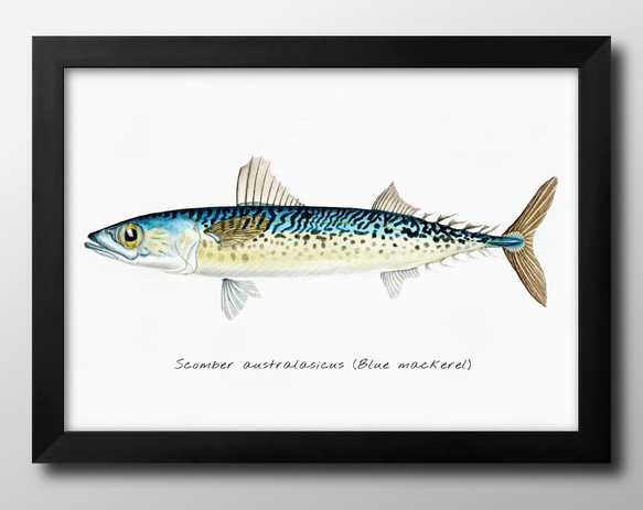 0443　ポスター　絵画　A3サイズ『海洋生物　図鑑　魚　ビンテージ』アート　イラスト　デザイン　上級マット紙　北欧 1枚目の画像