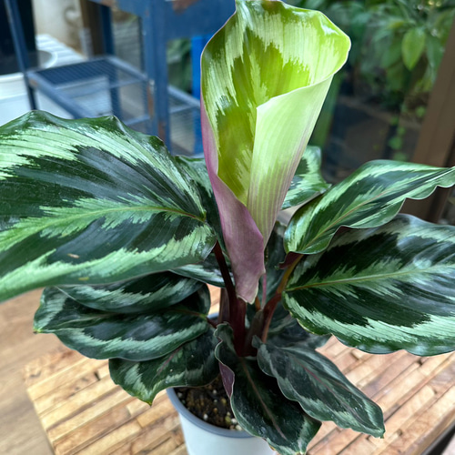 観葉植物】カラテア シャインスター 4号 10-6 送料無料 その他