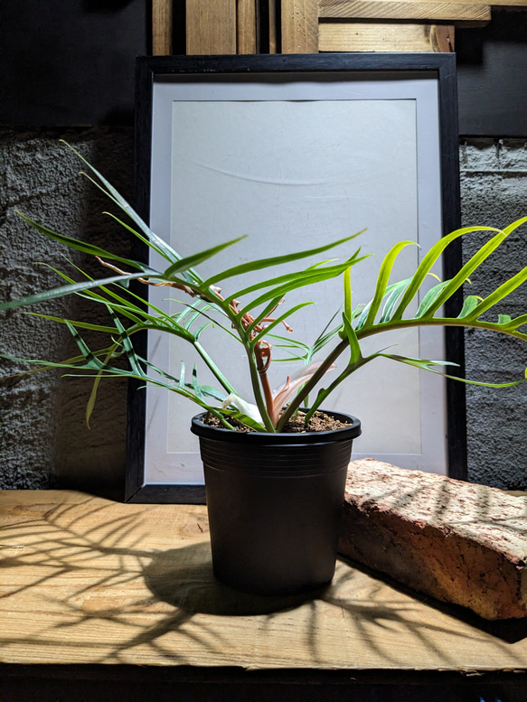 送料無料】フィロデンドロン トータム（Philodendron Tortum