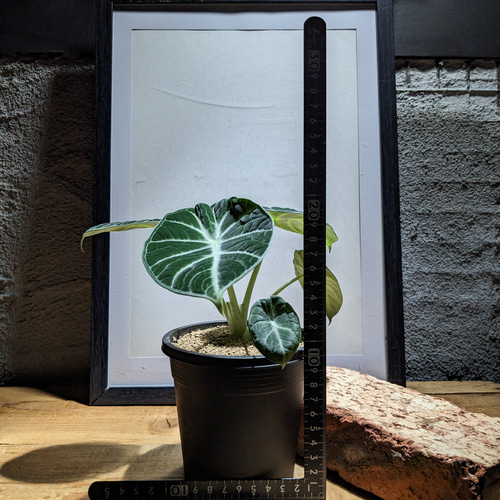 Alocasia Ninja Tricolor/ アロカシア ニンジャ 斑入り② Alocasia Ninja Tricolor/ アロカシア ニンジャ 斑入り②