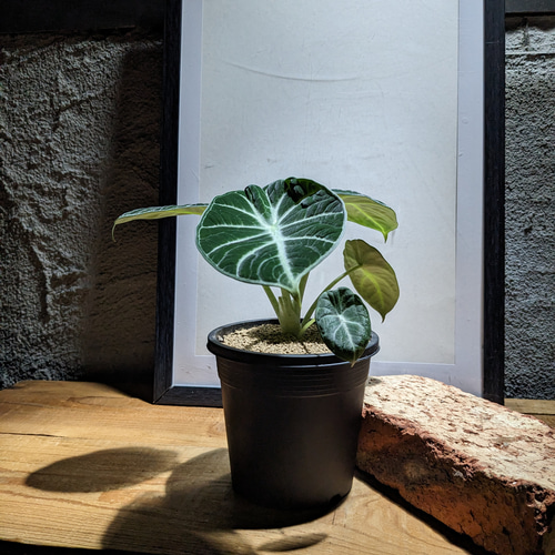 送料無料】アロカシア ニンジャ（Alocasia Ninja） [レア・稀少