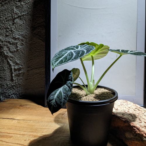 Alocasia Ninja Tricolor / アロカシア ニンジャ 斑入り Alocasia Ninja Tricolor / アロカシア ニンジャ 斑入り