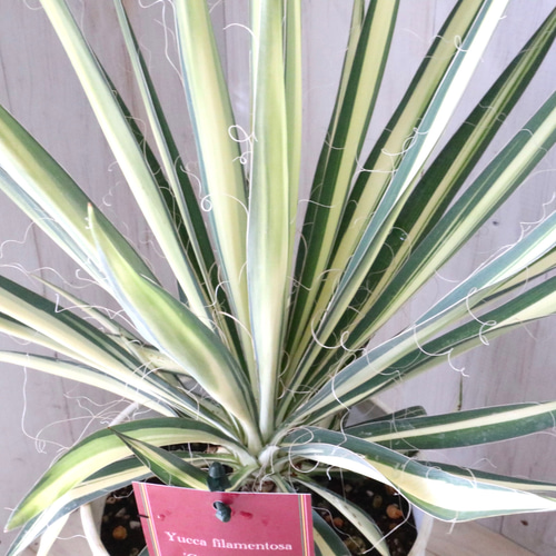 ユッカ。観葉植物。鉢ごと発送いたします。 ひろかっ