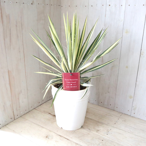 立派♡ユッカ♡フィラメントーサ♡カラーガード♡観葉植物♡6寸鉢
