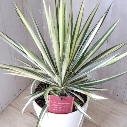 立派♡ユッカ♡フィラメントーサ♡カラーガード♡観葉植物♡6寸鉢