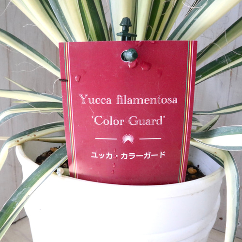 立派♡ユッカ♡フィラメントーサ♡カラーガード♡観葉植物♡6寸鉢
