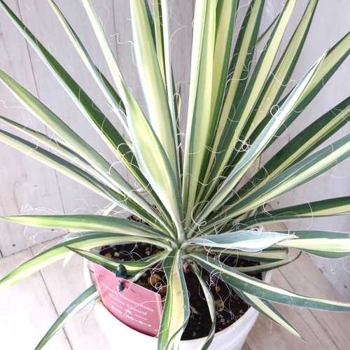 立派♡ユッカ♡フィラメントーサ♡カラーガード♡観葉植物♡6寸鉢