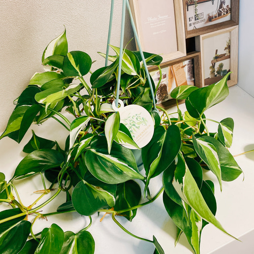 現品］【珍しい】フィロデンドロン クリームスプラッシュ 観葉植物