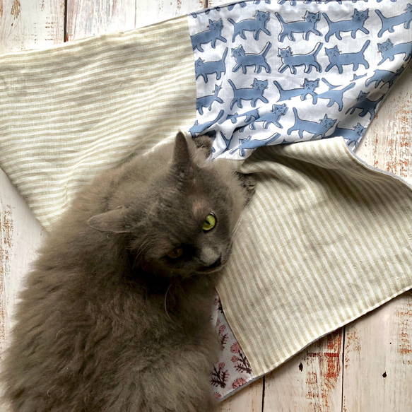ねこさん専用