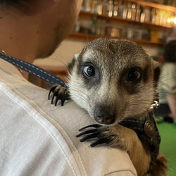 ミーアキャット　ヘリンボンハーネス 5枚目の画像