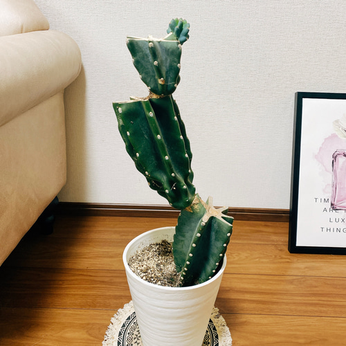 まとめ買いOK 柱サボテン 鬼面角　14頭発根　サボテンブランチ　ドライガーデン まとめ買いok 柱サボテン 鬼面角 4頭発根 サボテンブランチ