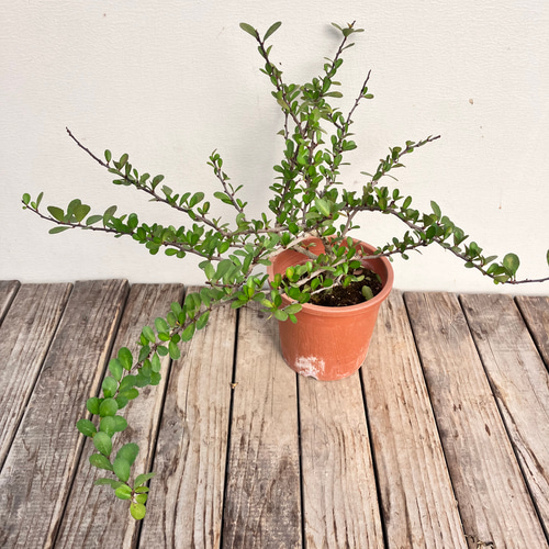 ✨✨✨オキナワハートツリー【◎良品素材】検/ハリツリマサキ ハートがなる木＊ハリツルマサキ＊ハートの木＊常緑低木＊ガーデニング