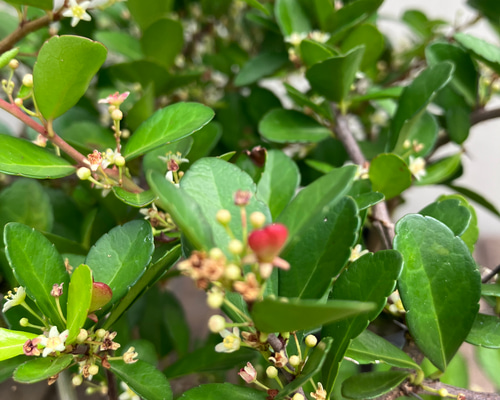 ハートがなる木＊ハリツルマサキ＊ハートの木＊常緑低木＊ガーデニング