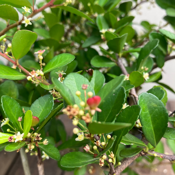 ハートがなる木＊ハリツルマサキ＊ハートの木＊常緑低木＊ガーデニング