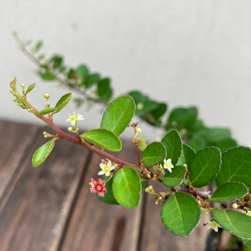 ハートがなる木＊ハリツルマサキ＊ハートの木＊常緑低木＊ガーデニング