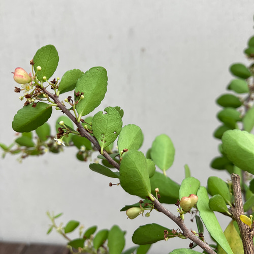 ハートがなる木＊ハリツルマサキ＊ハートの木＊常緑低木＊ガーデニング