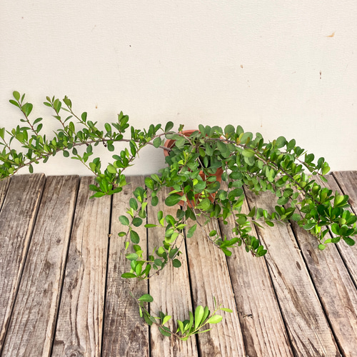 ハートがなる木＊ハリツルマサキ＊ハートの木＊常緑低木