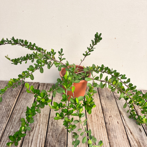 ✨✨✨オキナワハートツリー【◎良品素材】検/ハリツリマサキ/ハートツリー ハリツルマサキ♡ハートのなる木♡ハートツリー♡毎年大きく