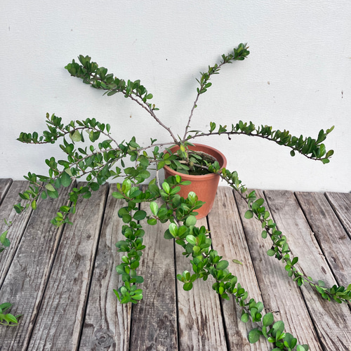 ハリツルマサキ ハリツルマサキ 【花木苗 4号鉢】｜ 【植物のITANSE】全品