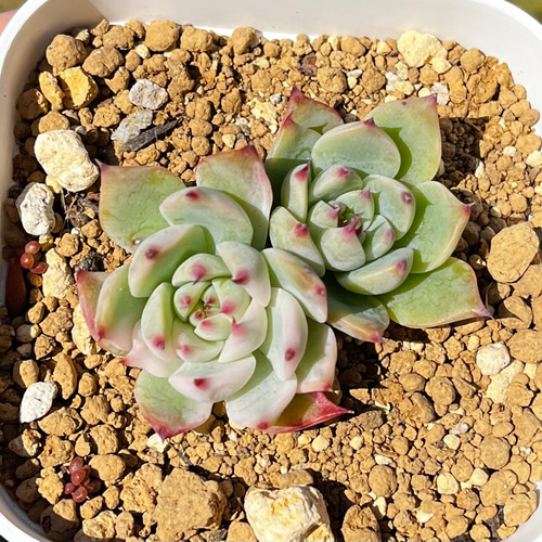 SOLD チワワエンシス錦① 厳選韓国苗 ネームタグ付き 多肉植物