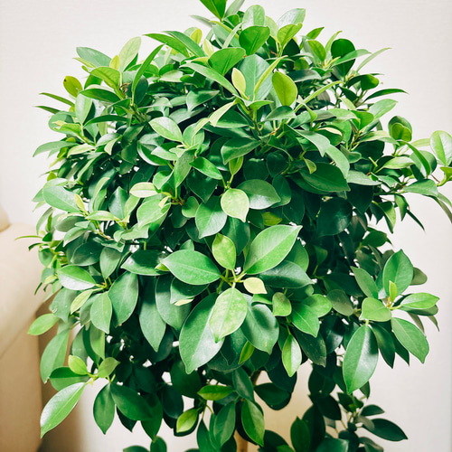 現品］【希少】1番 フィカスジン 曲がり 7号 観葉植物 室内 レア ゴム