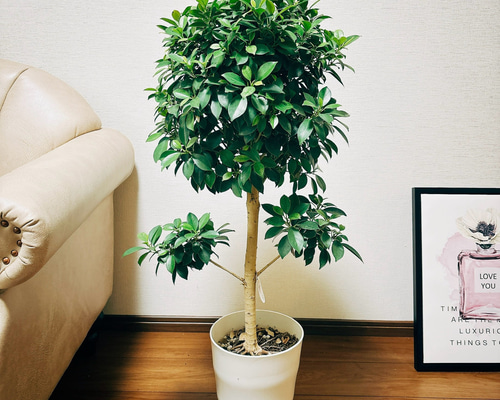 ac088a5a518d37c0848dabaae36401