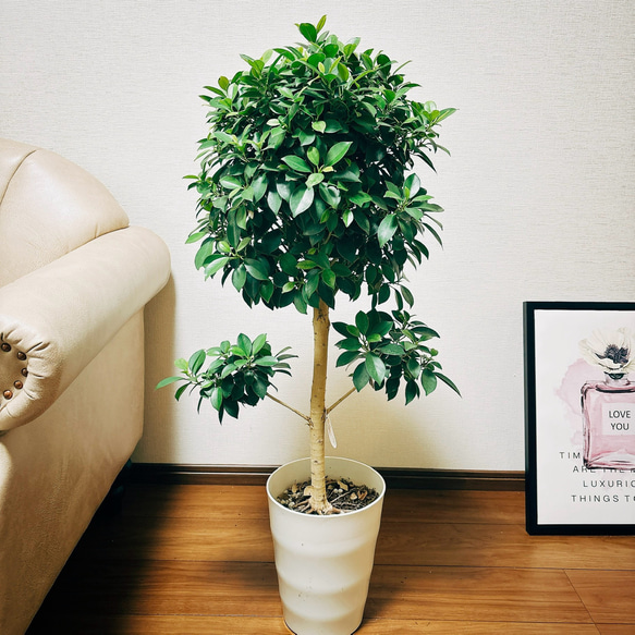 【希少】Umbrella Tree Pot 鉢2個セット 希少】Umbrella Tree Pot 鉢2個セット