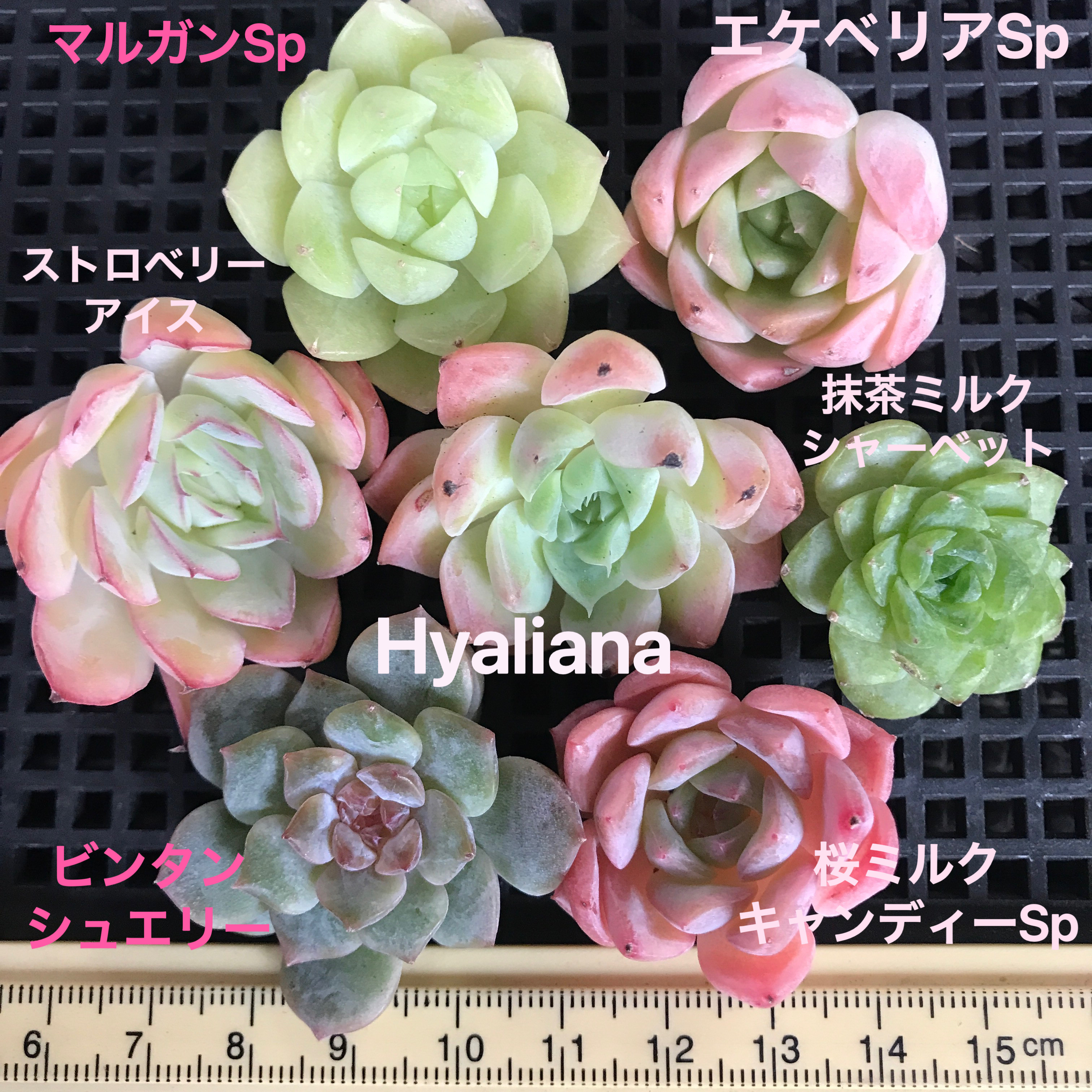 多肉植物 韓国苗 エケベリア MIX100苗セット 画像のセット 楽天市場】多肉植物 韓国苗 エケベリア おまかせ5種類セット