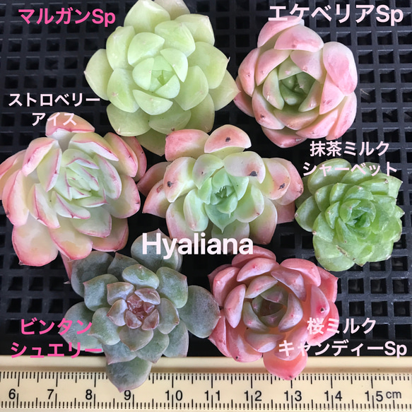 多肉植物 韓国苗 エケベリアsp （MIX苗）50苗セット