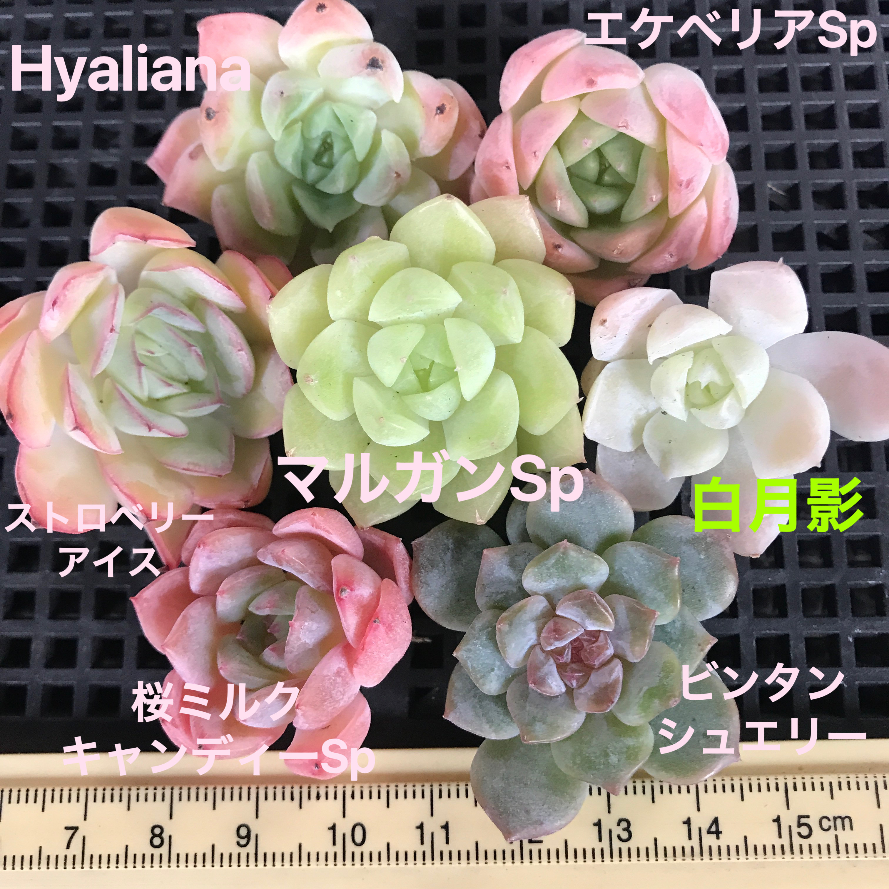 多肉植物 韓国苗 エケベリアsp （MIX苗）50苗セット