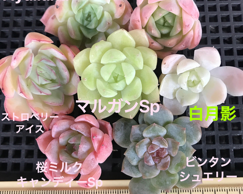 多肉植物 韓国苗 春萌錦 3個セット 多肉植物 春萌 : 花とグリーンギフト三本松フラワー - 通販 - Yahoo