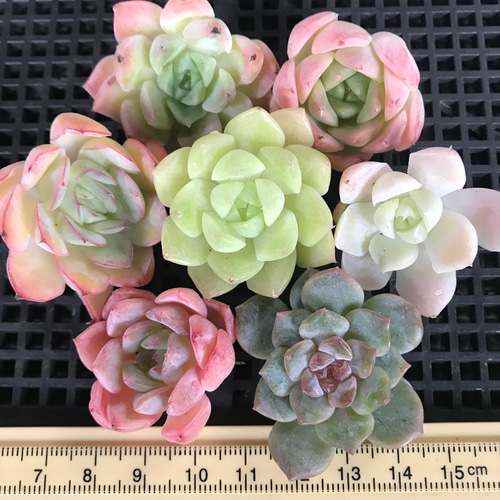 ③ 韓国苗 多肉植物 エケベリア お得な詰め合わせセット 多肉植物 愛