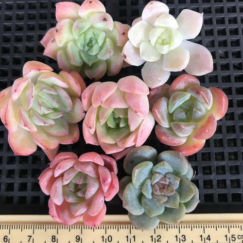 ④ 韓国苗 多肉植物 エケベリア お得な詰め合わせセット 多肉 ④ 韓国苗 多肉植物 エケベリア お得な詰め合わせセット 多肉