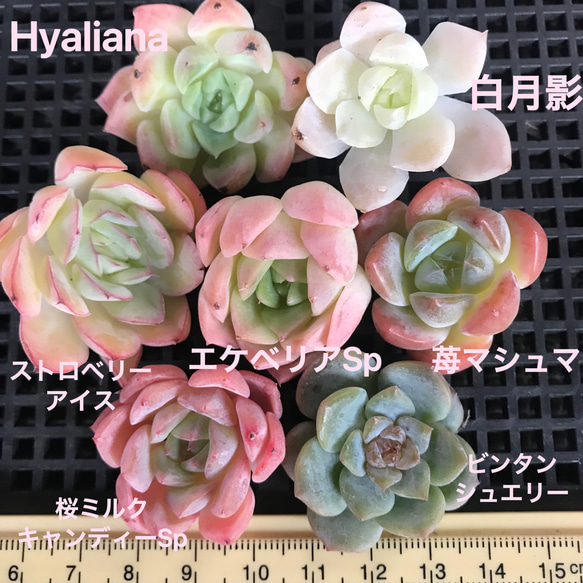 多肉植物 韓国苗 エケベリアsp （MIX苗）50苗セット