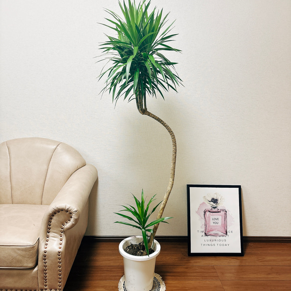現品］【希少】ドラセナ ナビー 曲がり 8号 観葉植物 室内 大型 
