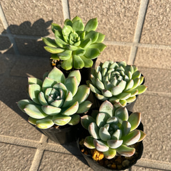 3. 多肉植物　エケベリア16品種　128苗セット エケベリアセット16品種入り | 商品紹介 | 通販で多肉植物なら「Saiki