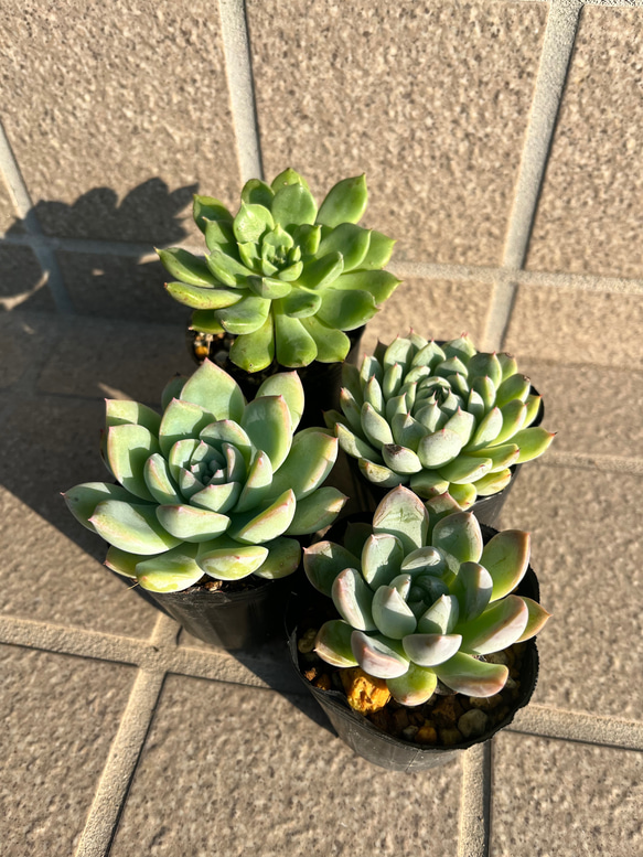 多肉植物 エケベリア4苗セットB その他素材 tamosa4 通販 16656674