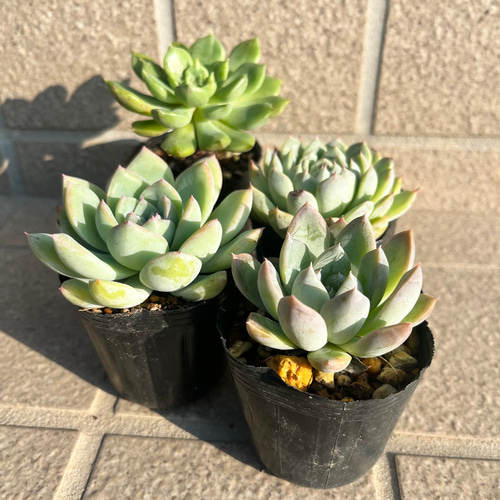 多肉植物 エケベリア4苗セットB その他素材 tamosa4 通販 16656674