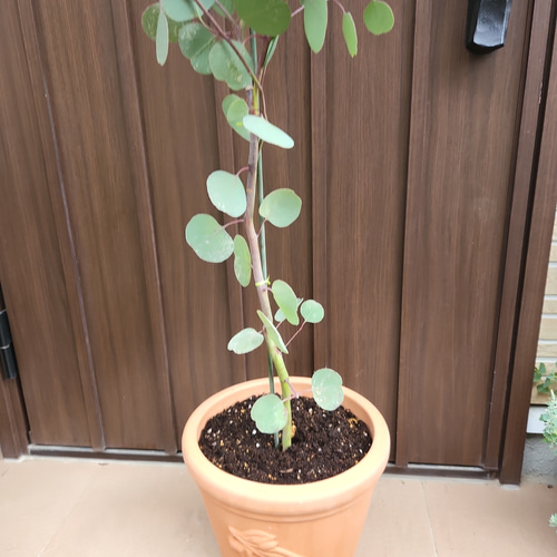 可愛い♪ユーカリ ポポラス テラコッタ鉢植え 苗 シンボルツリー 可愛い♪ユーカリ ポポラス テラコッタ鉢植え 苗 シンボルツリー