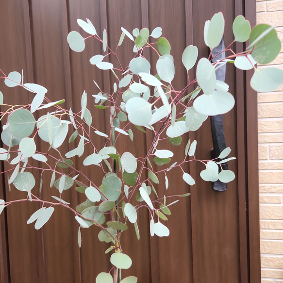 可愛い♪ユーカリ　ポポラス　テラコッタ鉢植え　苗　シンボルツリーに 2枚目の画像