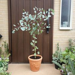 まん丸葉が可愛い❤️ユーカリ ポポラス レンガ風石膏鉢植え