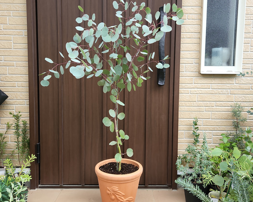 大苗　ユーカリポポラス　坪型テラコッタ鉢植え　シンボルツリー