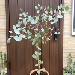 可愛い♪ユーカリ　ポポラス　テラコッタ鉢植え　苗　シンボルツリーに 3枚目の画像