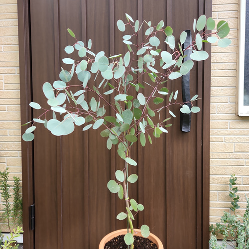 可愛い♪ユーカリ ポポラス テラコッタ鉢植え 苗 シンボルツリー