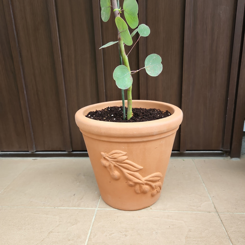 可愛い♪ユーカリ ポポラス テラコッタ鉢植え 苗 シンボルツリー 可愛い♪ユーカリ ポポラス テラコッタ鉢植え 苗 シンボルツリー