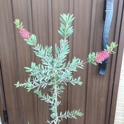 間もなく開花♡カリステモン　リーブスピンク　テラコッタ鉢植え　苗