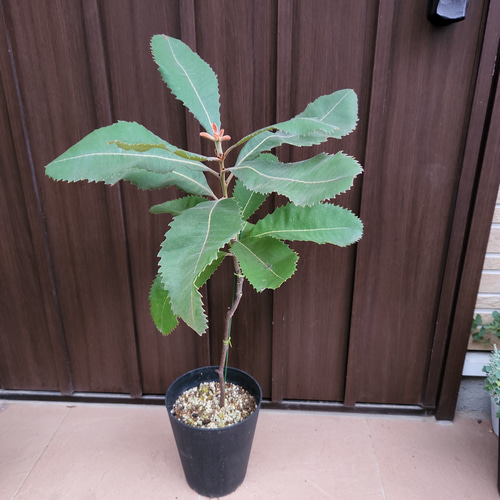 【現品】バンクシア・ロブル/スワンプバンクシア　10号　茶鉢（1） 楽天市場】観葉植物 鉢花 苗：バンクシア ロブル*スワンプバンクシア 5