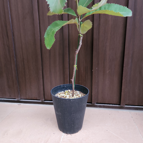 オージープランツ バンクシア ロブル スワンプ ロブール 鉢植え 観葉植物 鉢花 苗：バンクシア ロブル*スワンプバンクシア ロブール 6