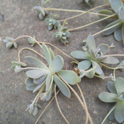 多肉植物 子持ち蓮華 カット苗 ５カット 5枚目の画像